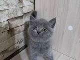 Bri̇ti̇sh Shorthai̇r Di̇şi̇ Scotti̇sh Fold Erkek