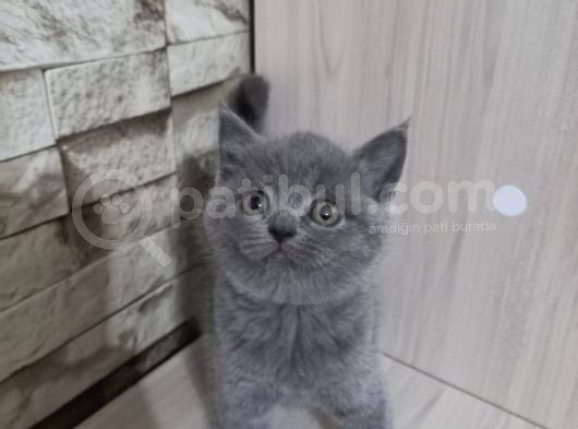 Bri̇ti̇sh Shorthai̇r Di̇şi̇ Scotti̇sh Fold Erkek görsel