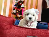 Mini Boy Maltese Sevimli Yavrular