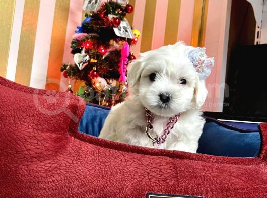 Mini Boy Maltese Sevimli Yavrular görsel