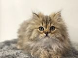 Yakışıklı İran Chincilla Yavrumuz