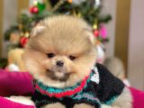 Safkan Teddy Bear Pomeranian Boo Yavrularımız