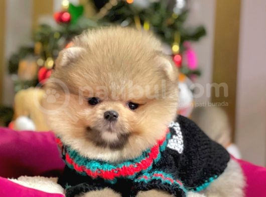 Safkan Teddy Bear Pomeranian Boo Yavrularımız görsel