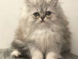 Muhteşem Kalite İran Chincilla Dişi Yavrumuz