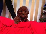 Red Brown Toy Poodle Yavrular