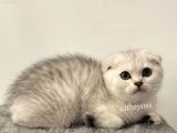 Muhteşem Silver Tabby Scottish Fold Erkek Yavru