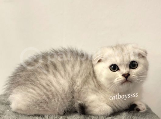 Muhteşem Silver Tabby Scottish Fold Erkek Yavru görsel