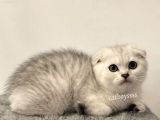 Muhteşem Silver Tabby Scottish Fold Erkek Yavru