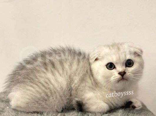 Muhteşem Silver Tabby Scottish Fold Erkek Yavru
