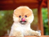 Yavru Patiler Güvencesiyle Pomeranian Yavrular