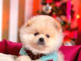 Safkan Teddy Bear Pomeranian Boo Yavrularımız