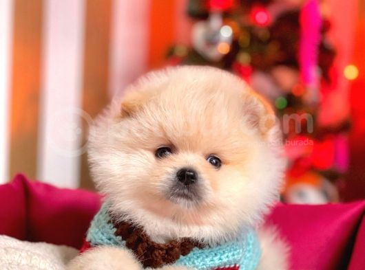Safkan Teddy Bear Pomeranian Boo Yavrularımız görsel
