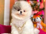 Ayı Surat Sevimli Mini Boy Pomeranian Yavrular