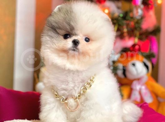Ayı Surat Sevimli Mini Boy Pomeranian Yavrular görsel