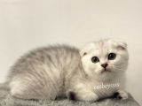 Muhteşem Silver Tabby Scottish Fold Erkek Yavru