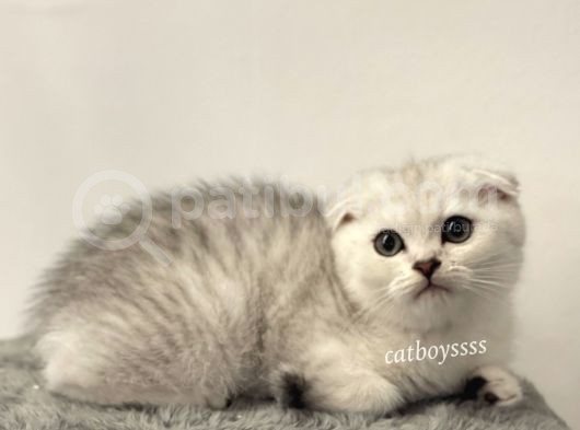 Muhteşem Silver Tabby Scottish Fold Erkek Yavru görsel