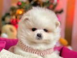 Boo Pomeranian Mini Boy Yavrular