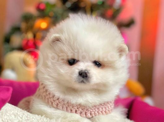Boo Pomeranian Mini Boy Yavrular