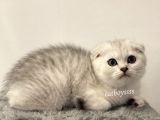 Muhteşem Silver Tabby Scottish Fold Erkek Yavru