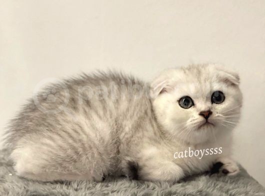 Muhteşem Silver Tabby Scottish Fold Erkek Yavru görsel