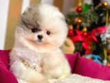 Ayı Surat Sevimli Mini Boy Pomeranian Yavrular