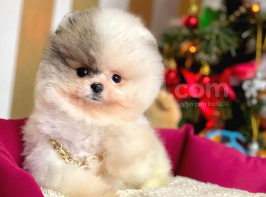 Ayı Surat Sevimli Mini Boy Pomeranian Yavrular