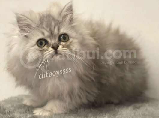 Muhteşem Kalite İran Chincilla Dişi Yavrumuz görsel