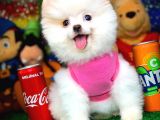 Yavru Patiler Güvencesi ile Yeni Gelen Tedybear Pomeranian Yavrularımız