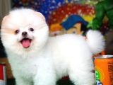 Yavru Patiler Güvencesi Ile Yeni Gelen Tedybear Pomeranian Yavrularımız