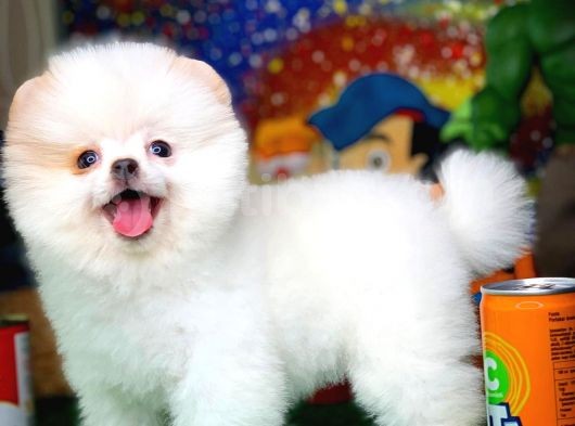 Yavru Patiler Güvencesi Ile Yeni Gelen Tedybear Pomeranian Yavrularımız görsel
