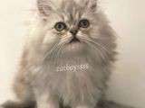 Muhteşem Kalite İran Chincilla Dişi Yavrumuz