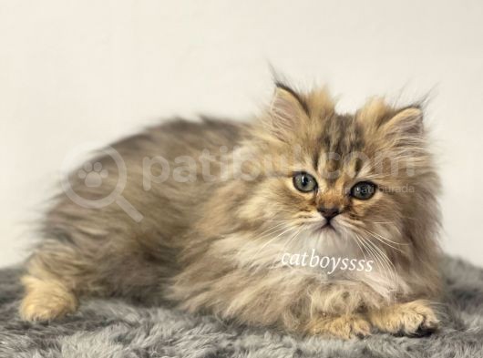 Yakışıklı İran Chincilla Yavrumuz görsel