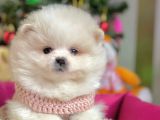 Boo Pomeranian Mini Boy Yavrular