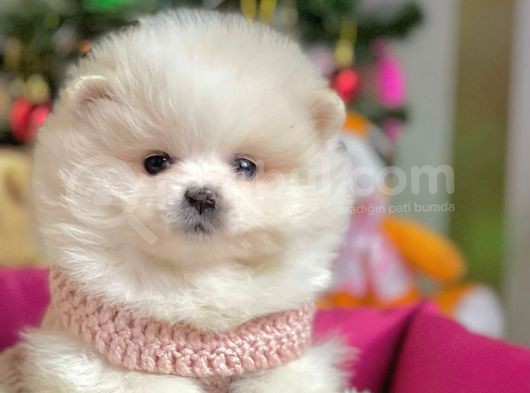 Boo Pomeranian Mini Boy Yavrular görsel