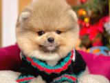 Safkan Teddy Bear Pomeranian Boo Yavrularımız
