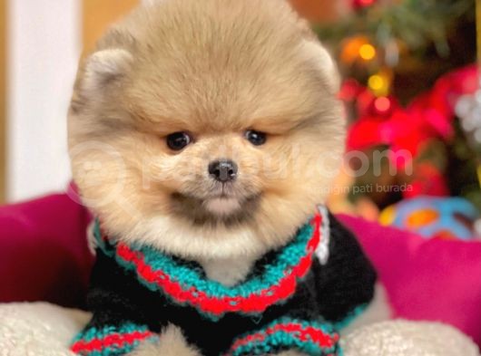 Safkan Teddy Bear Pomeranian Boo Yavrularımız görsel