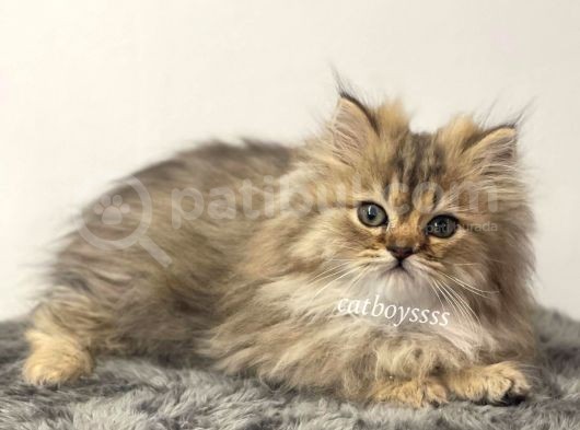 Yakışıklı İran Chincilla Yavrumuz görsel