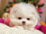 Safkan Teddy Bear Pomeranian Boo Yavrularımız