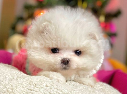 Safkan Teddy Bear Pomeranian Boo Yavrularımız