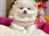 Boo Pomeranian Mini Boy Yavrular