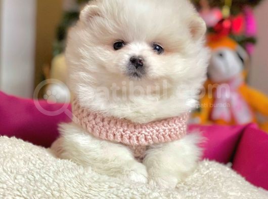 Boo Pomeranian Mini Boy Yavrular görsel