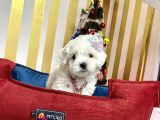 Mini Boy Maltese Sevimli Yavrular