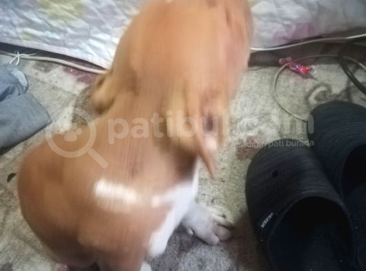 2 Aylık Safkan Retnos görsel
