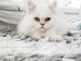 British Longhair Maviş