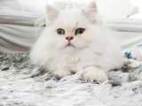 British Longhair Maviş