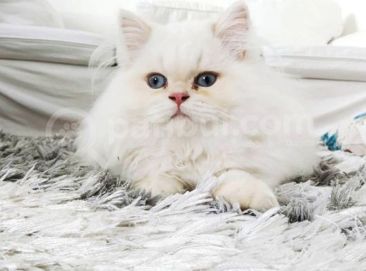 British Longhair Maviş görsel