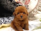 Safkan Red Brown Toy Poodle Yavrularimiz