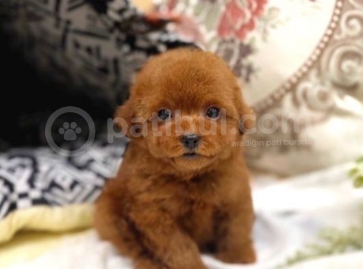 Safkan Red Brown Toy Poodle Yavrularimiz görsel