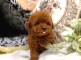 Safkan Red Brown Toy Poodle Yavrularimiz