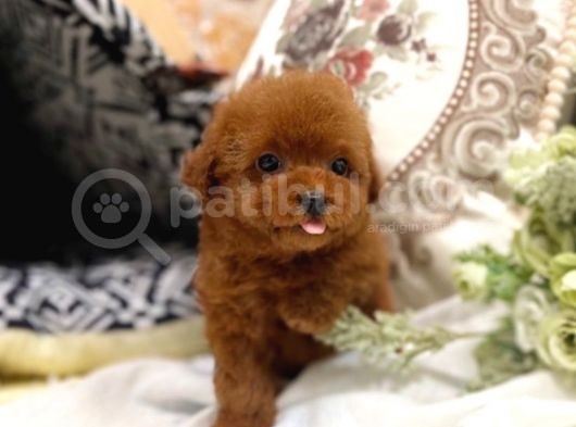 Safkan Red Brown Toy Poodle Yavrularimiz görsel
